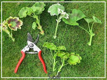 تکثیر از طریق قلمه: