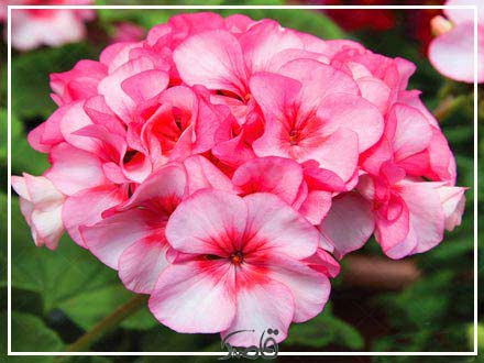 تکثیر از طریق کاشت بذر: