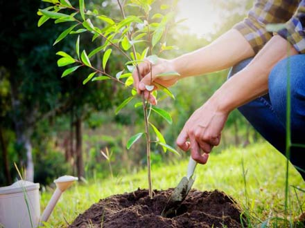 15 اسفند، روز درختکاری