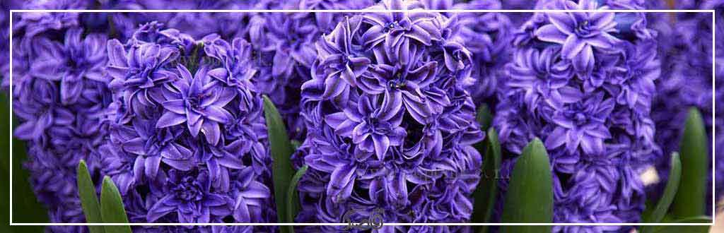 قاصدک اسفند 1402