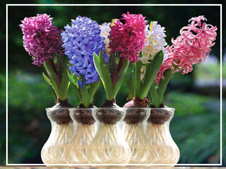 کاشت سنبل در آب