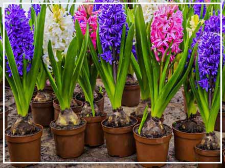 کاشت سنبل در خاک