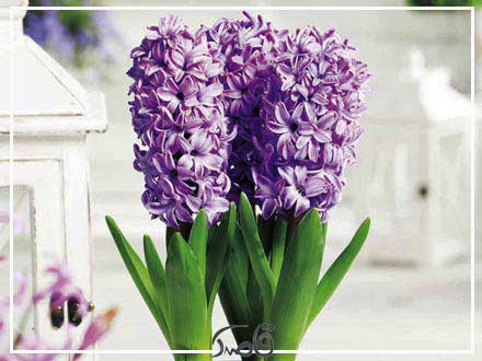 کاشت سنبل در باغچه