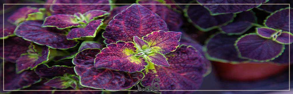 قاصدک بهمن 1402