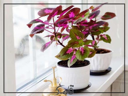 نور مورد نیاز