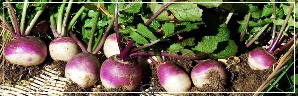 قاصدک دی 1402