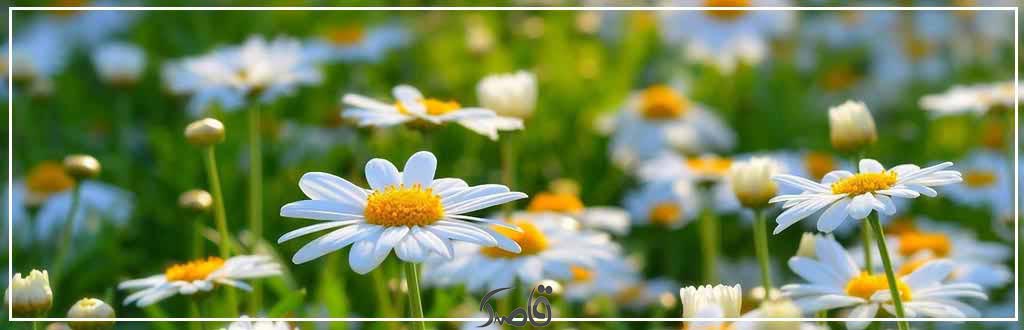 قاصدک فروردین 1403