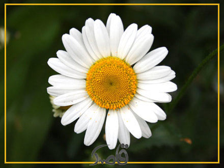 قاصدک فروردین 1403