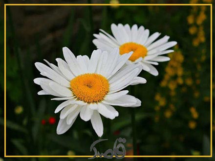 نور و آبیاری