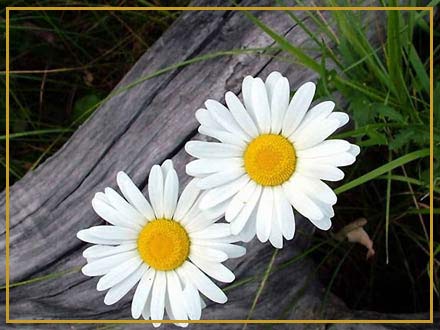 دما، رطوبت و خاک