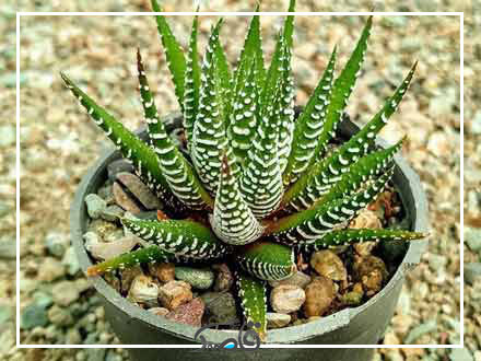 هاورتیا گورخری