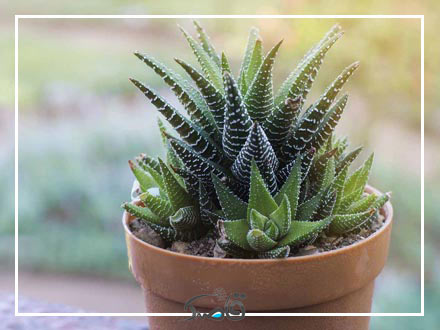 قاصدک مهر 1402