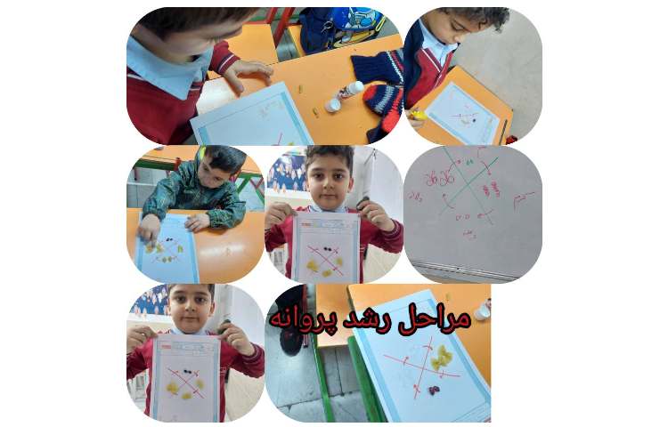 مراحل رشد پروانه 2