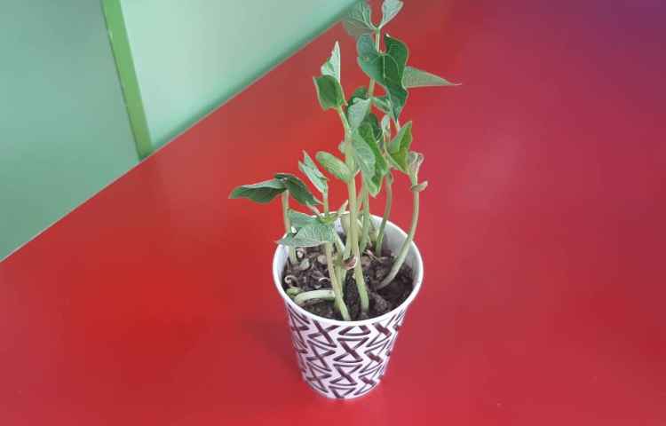 مراحل رشد گیاه همراه با دیدن قسمت مختلف گیاه واقعی 2