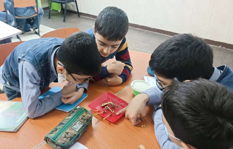 مشاهده دانه، ریشه و برگ 1