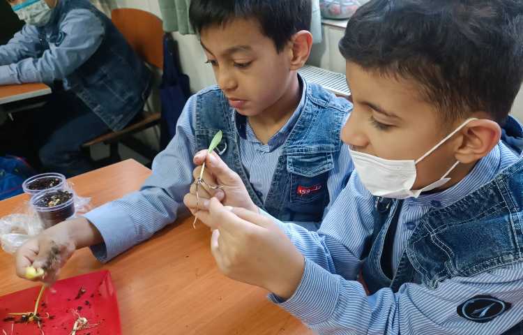 مشاهده دانه، ریشه و برگ