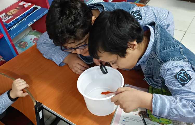 مشاهده ماهی‌ها 1