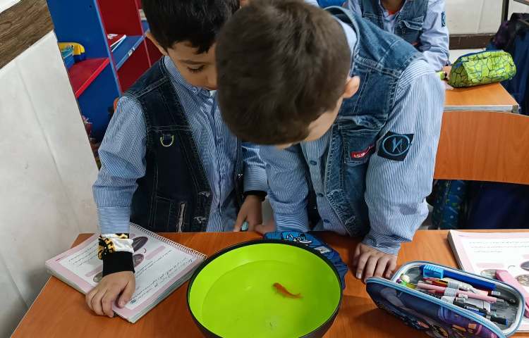 مشاهده ماهی‌ها 3