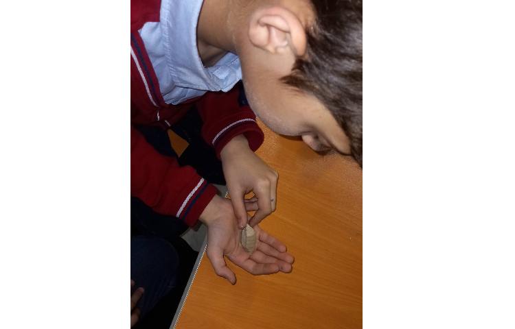 مشاهده‌ی فسیل و کسب اطلاعات از کتاب 2