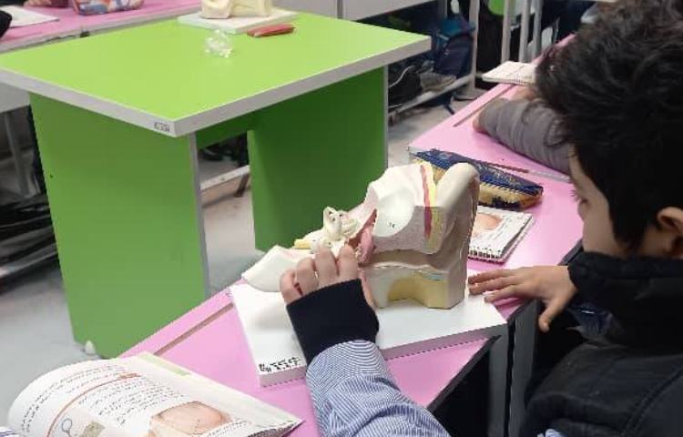 مشاهده‌ی مولاژ اندام حسی و گفت‌و‌گو در این رابطه 1