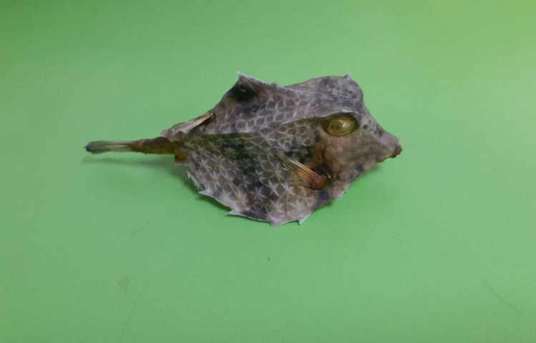 مطالعات اجتماعی