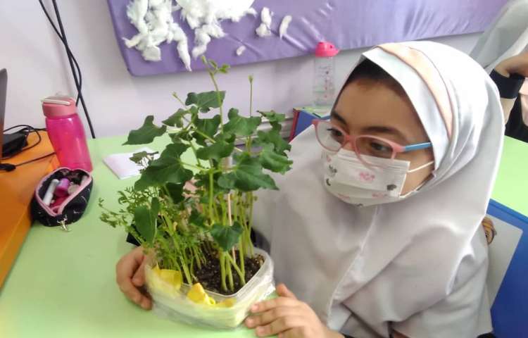 مقایسه ی دانه های دو قسمتی و یک قسمتی و مراحل رشد گیاهان(تلفیقی از هنر و علوم ) 1