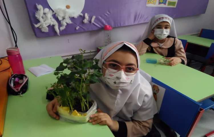 مقایسه ی دانه های دو قسمتی و یک قسمتی و مراحل رشد گیاهان(تلفیقی از هنر و علوم ) 2