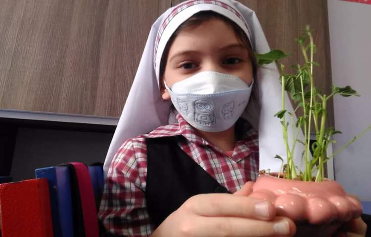 مقایسه ی دانه های دو قسمتی و یک قسمتی و مراحل رشد گیاهان(تلفیقی از هنر و علوم ) 3