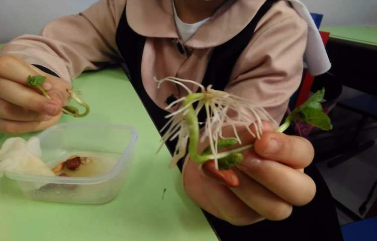 مقایسه ی دانه های دو قسمتی و یک قسمتی و مراحل رشد گیاهان(تلفیقی از هنر و علوم ) 4