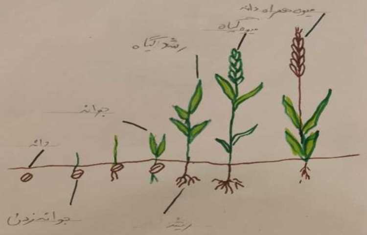 مقایسه ی دانه های دو قسمتی و یک قسمتی و مراحل رشد گیاهان(تلفیقی از هنر و علوم ) 5