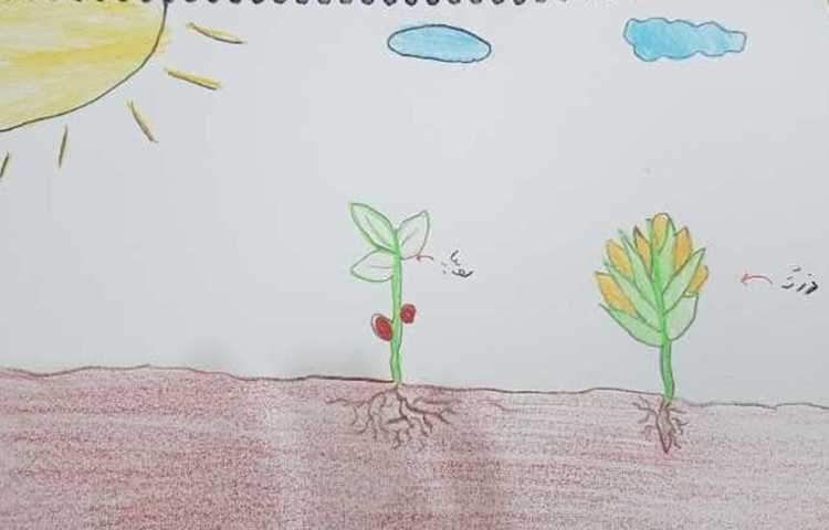 مقایسه ی دانه های دو قسمتی و یک قسمتی و مراحل رشد گیاهان(تلفیقی از هنر و علوم ) 6