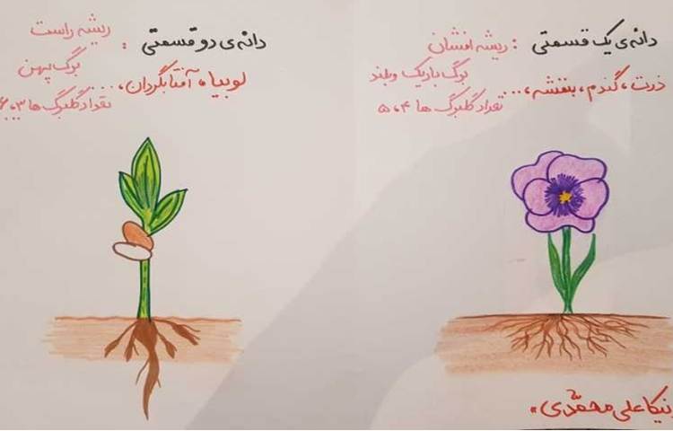 مقایسه ی دانه های دو قسمتی و یک قسمتی و مراحل رشد گیاهان(تلفیقی از هنر و علوم ) 7