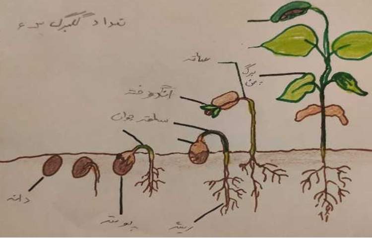 مقایسه ی دانه های دو قسمتی و یک قسمتی و مراحل رشد گیاهان(تلفیقی از هنر و علوم ) 8