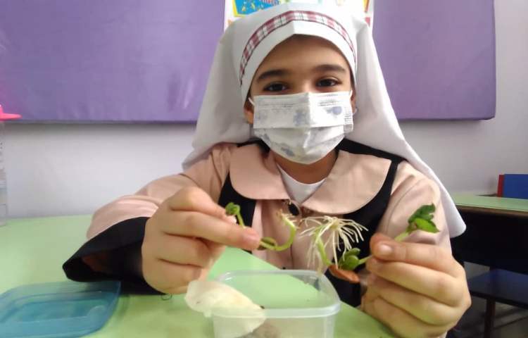 مقایسه ی دانه های دو قسمتی و یک قسمتی و مراحل رشد گیاهان(تلفیقی از هنر و علوم ) 9