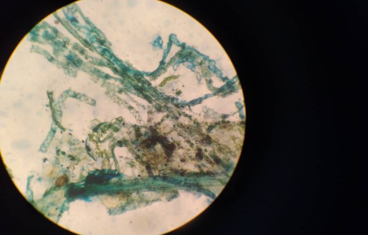 :موجودات زنده،کلاس پرتقال 1