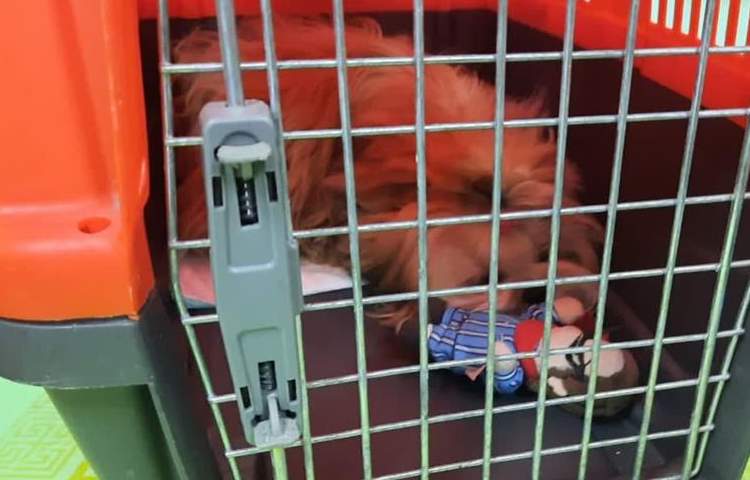 موضوع دوست خانگی من هفته ملی علوم دبستان علوی 10