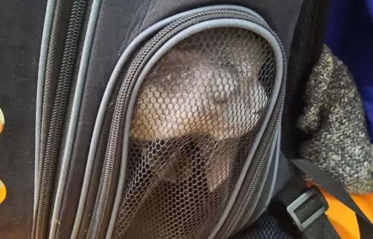 موضوع دوست خانگی من هفته ملی علوم دبستان علوی 11