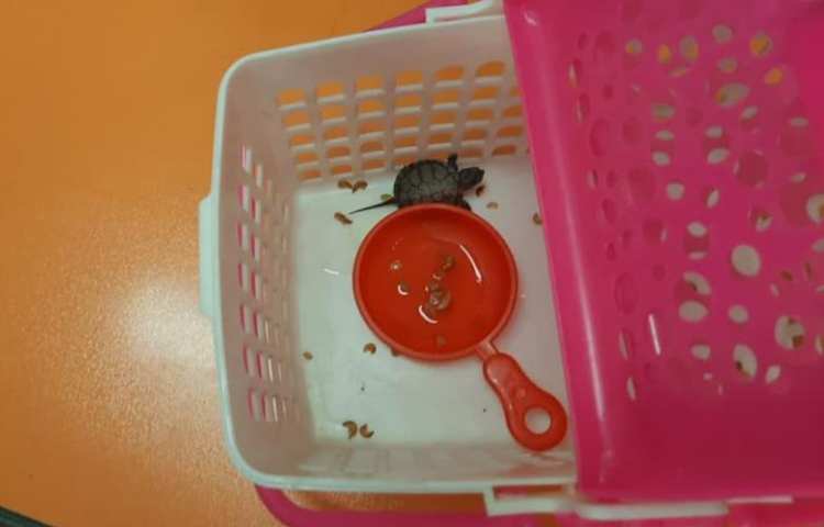 موضوع دوست خانگی من هفته ملی علوم دبستان علوی 12