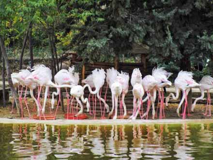 باغ پرندگان