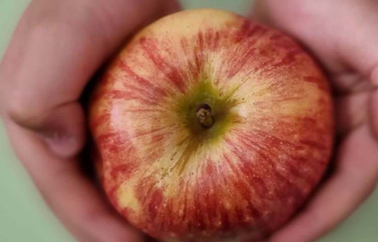 میان وعده خوشمزه دبستان علوی 4