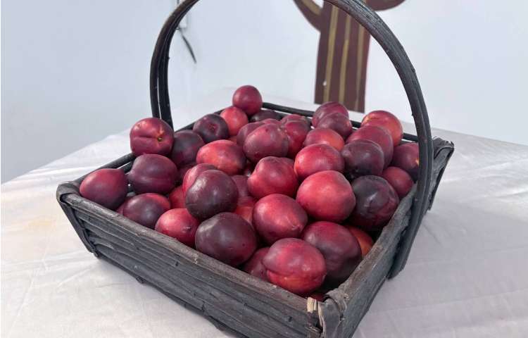 میان وعده