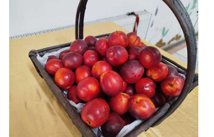 میان وعده