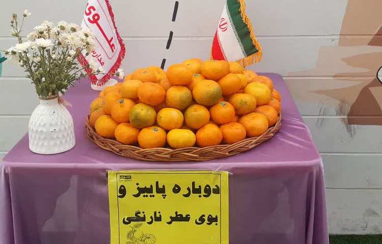 نارنگی خوشمزه 1