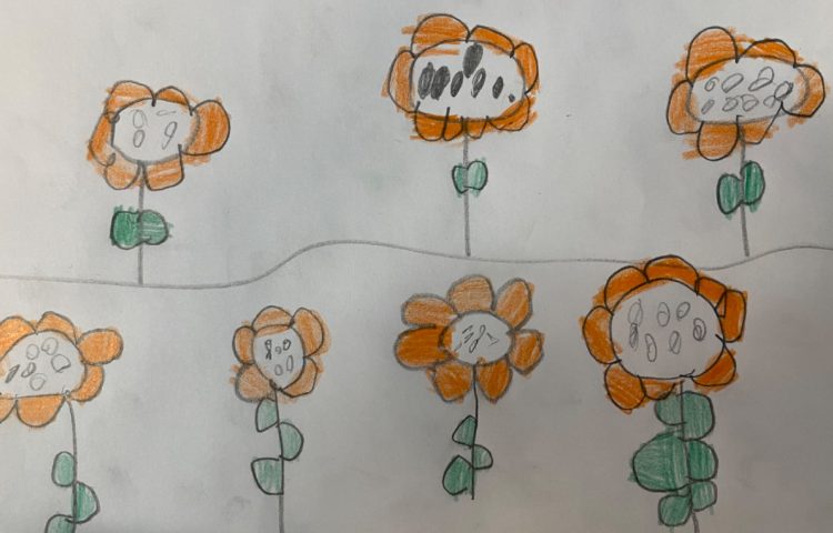 :نقاشی دشت گلهای آفتابردان، پایه پیش دبستان 7