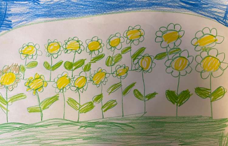 :نقاشی دشت گلهای آفتابردان، پایه پیش دبستان 8