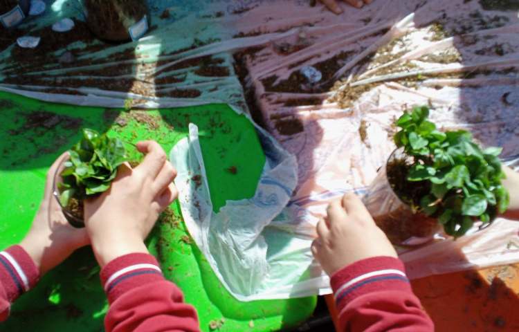 هفته درختکاری در راستای فعالیت‌های کارسوق چهارخانه 2