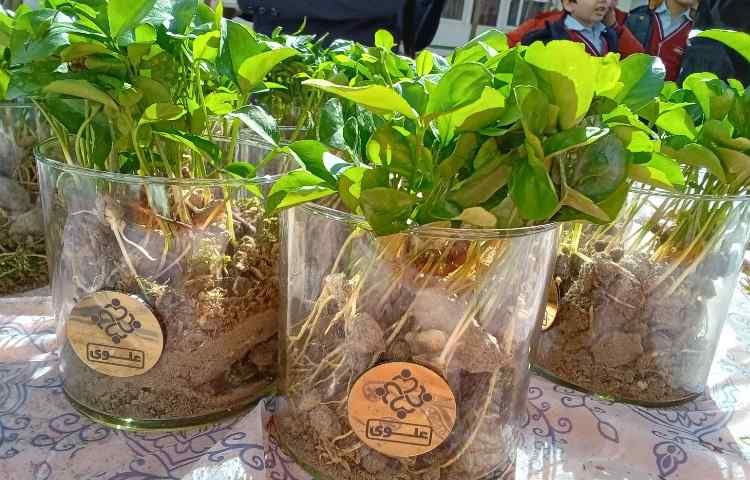 هفته درختکاری در راستای فعالیت‌های کارسوق چهارخانه 4