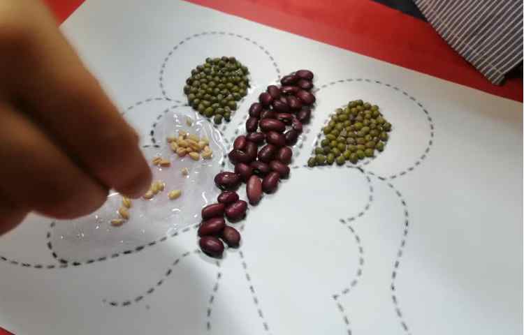 هفته علوم،تابلو حبوبات 5