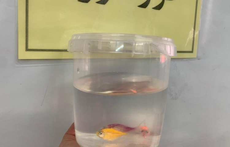 هفته ملی علوم دانش آموزان سوم دبستان 19