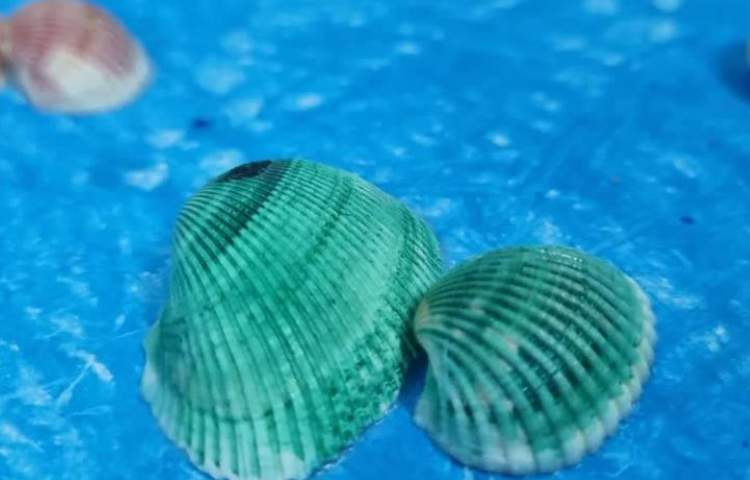 هفته ملی علوم پایه دوم دبستان علوی 5